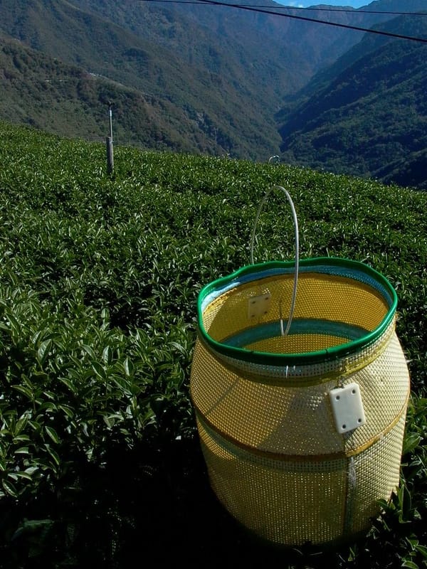 Oolong Tea vs. Baozhong Tea