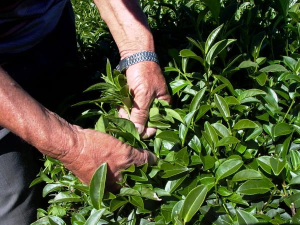 Nutritional Analysis of Oolong Tea: A Complete Breakdown of Vitamins and Minerals