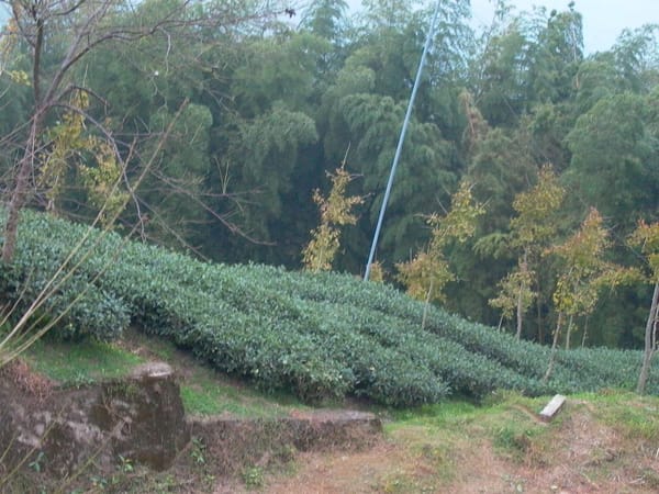 Anxi Tieguanyin